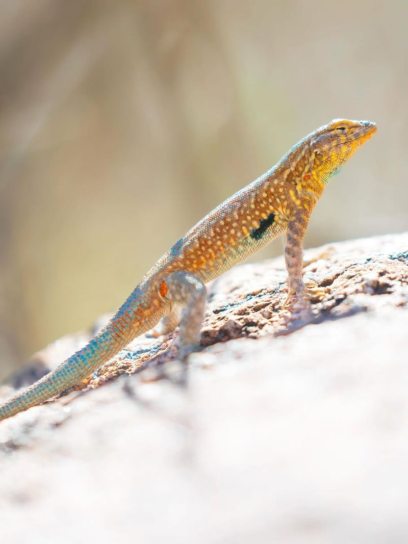 Common Side Blotched Lizards Thrive In Sunny Backyards