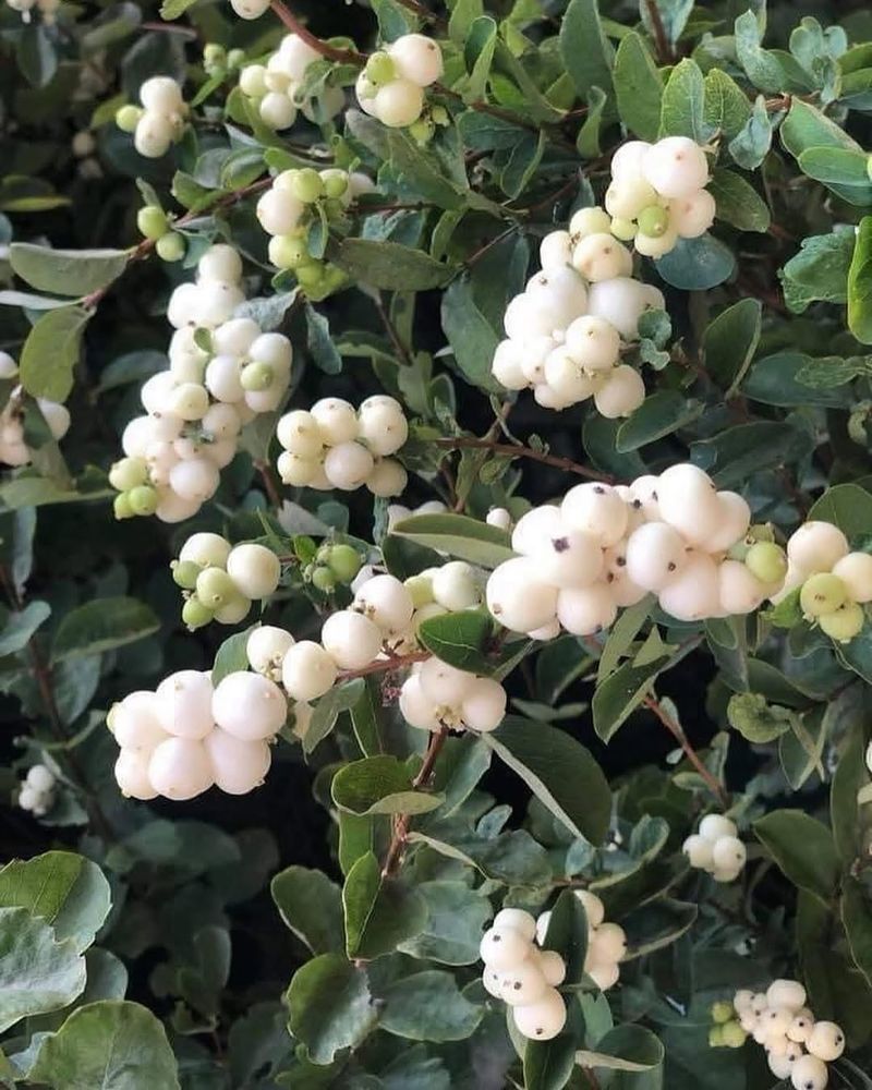 Common Snowberry Common Snowberry