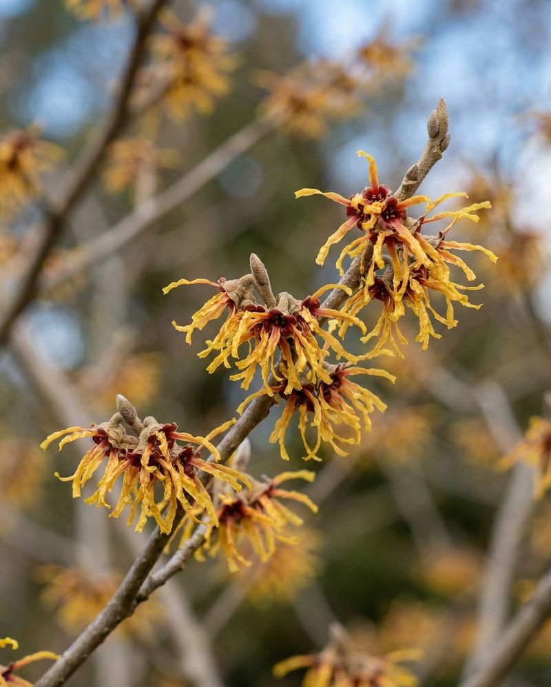 Common Witch Hazel Common Witch Hazel