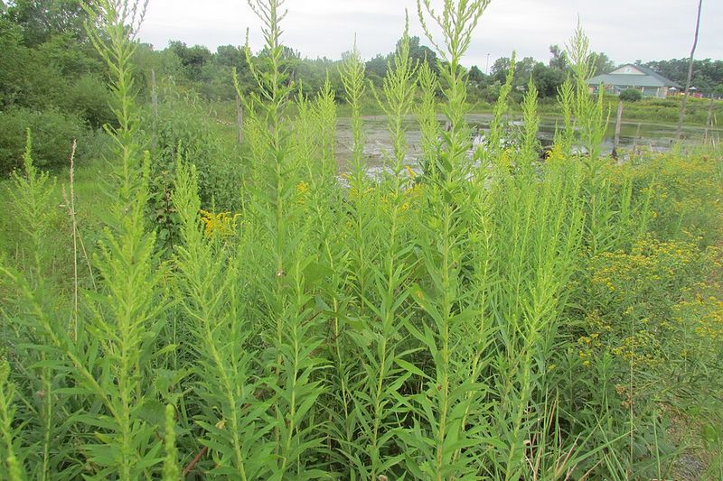 Common Yard Habits That Accidentally Fuel Ragweed Growth Common Yard Habits That Accidentally Fuel Ragweed Growth