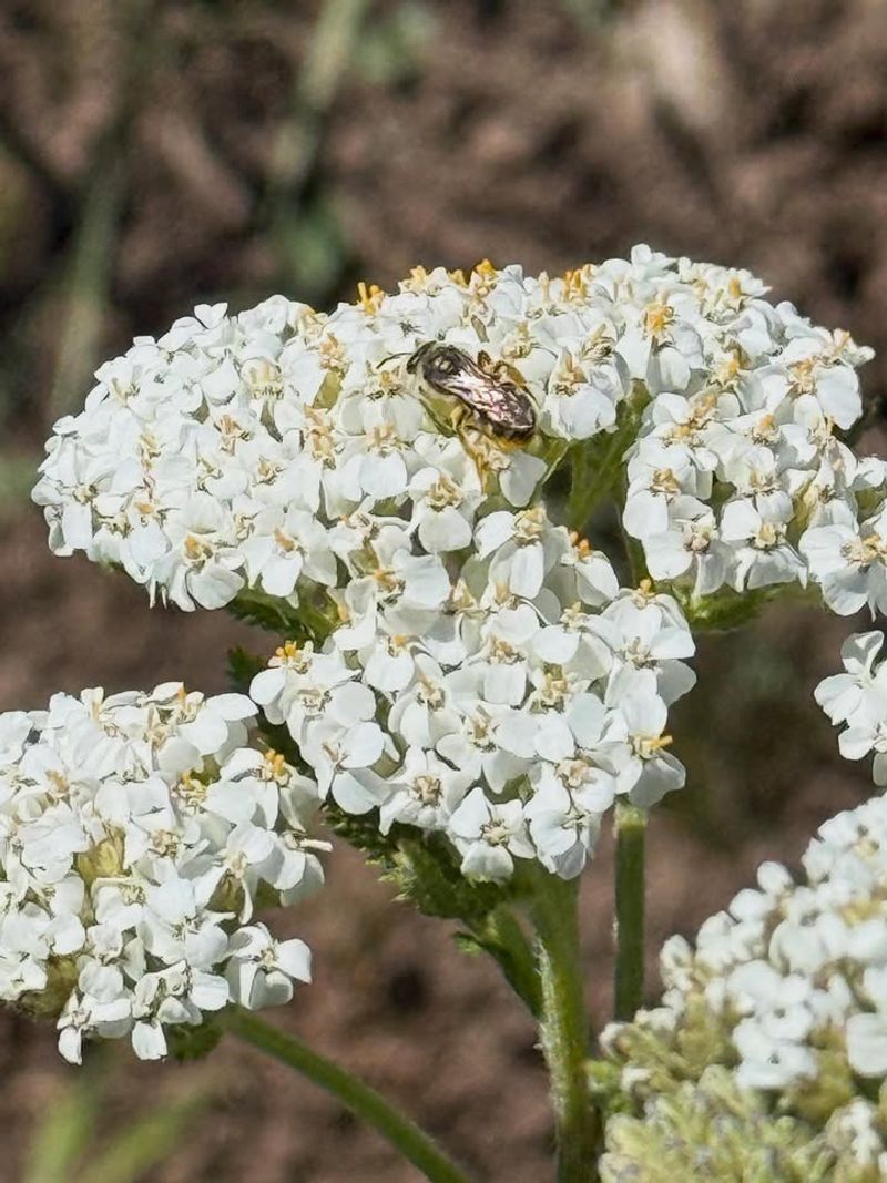 Common Yarrow Feeds Pollinators Through Heat Common Yarrow Feeds Pollinators Through Heat
