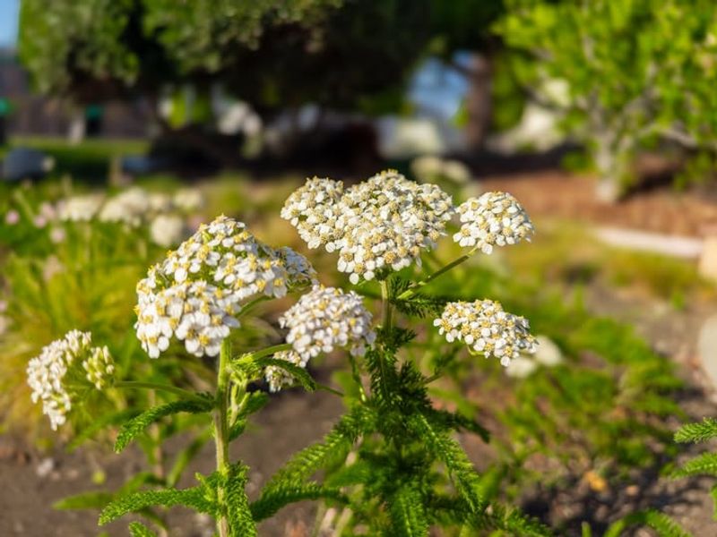 Common Yarrow
