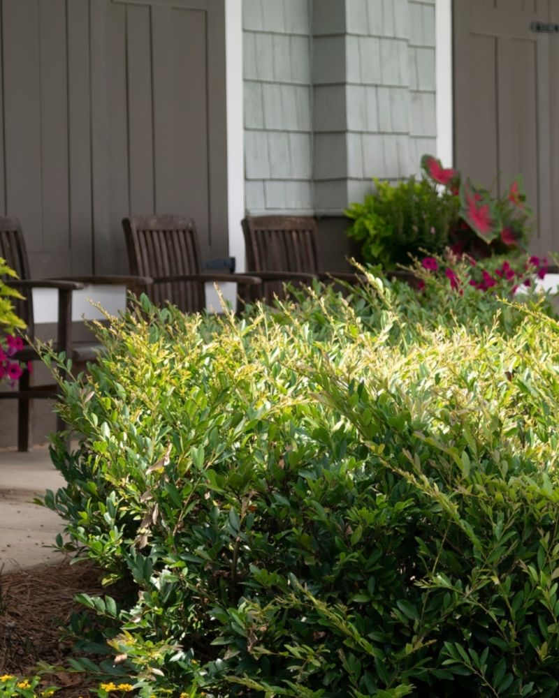 Compact Distylium Offers Dense Evergreen Structure Compact Distylium Offers Dense Evergreen Structure