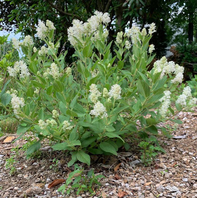 Compact Growth Fits Low Borders