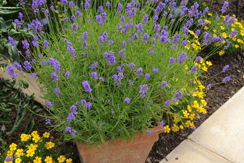 Compact Lavender Brings Soft Color To Sunny Entrances