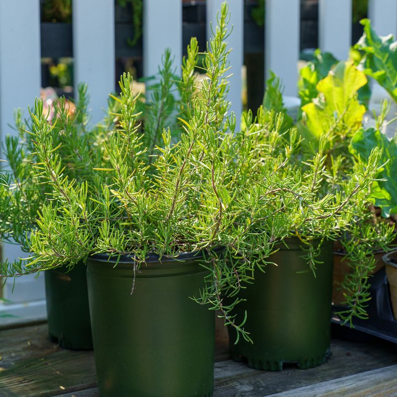 Compact Rosemary Adds Evergreen Structure And Fragrance