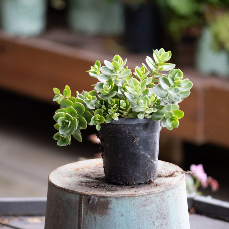 Compact Sedums Fill Small Containers With Textured Foliage