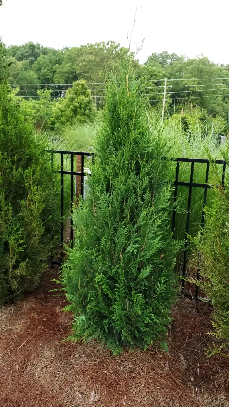 Compact Western Redcedar Cultivars Fit Tighter Garden Spaces Compact Western Redcedar Cultivars Fit Tighter Garden Spaces