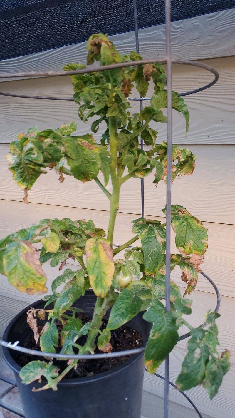 Compacted Roots Can Fake Hunger Compacted Roots Can Fake Hunger