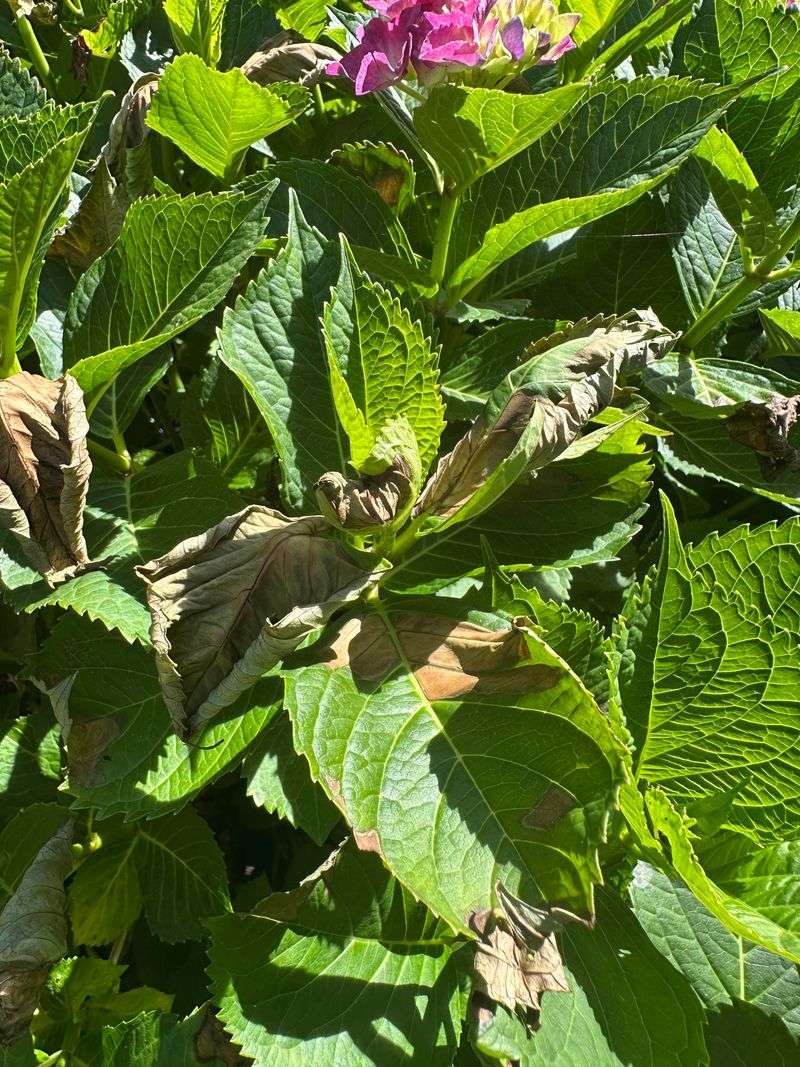 Compacted Soil Can Limit Moisture Uptake