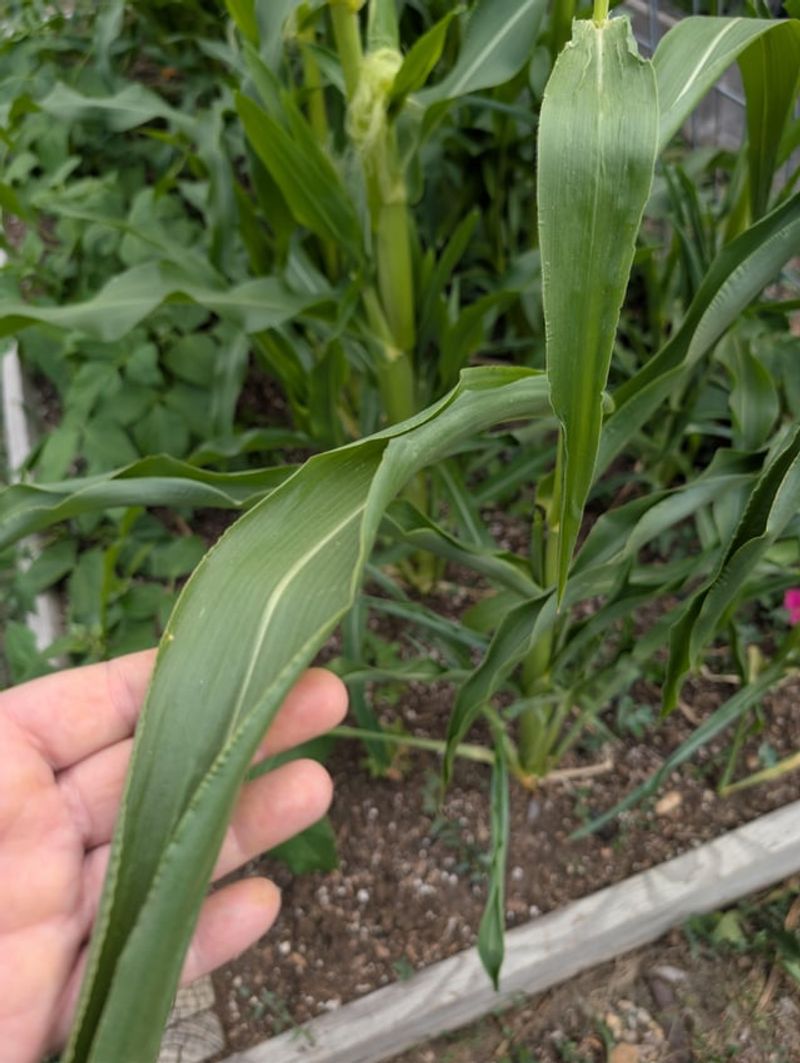 Compacted Soil Can Limit Root Water Access
