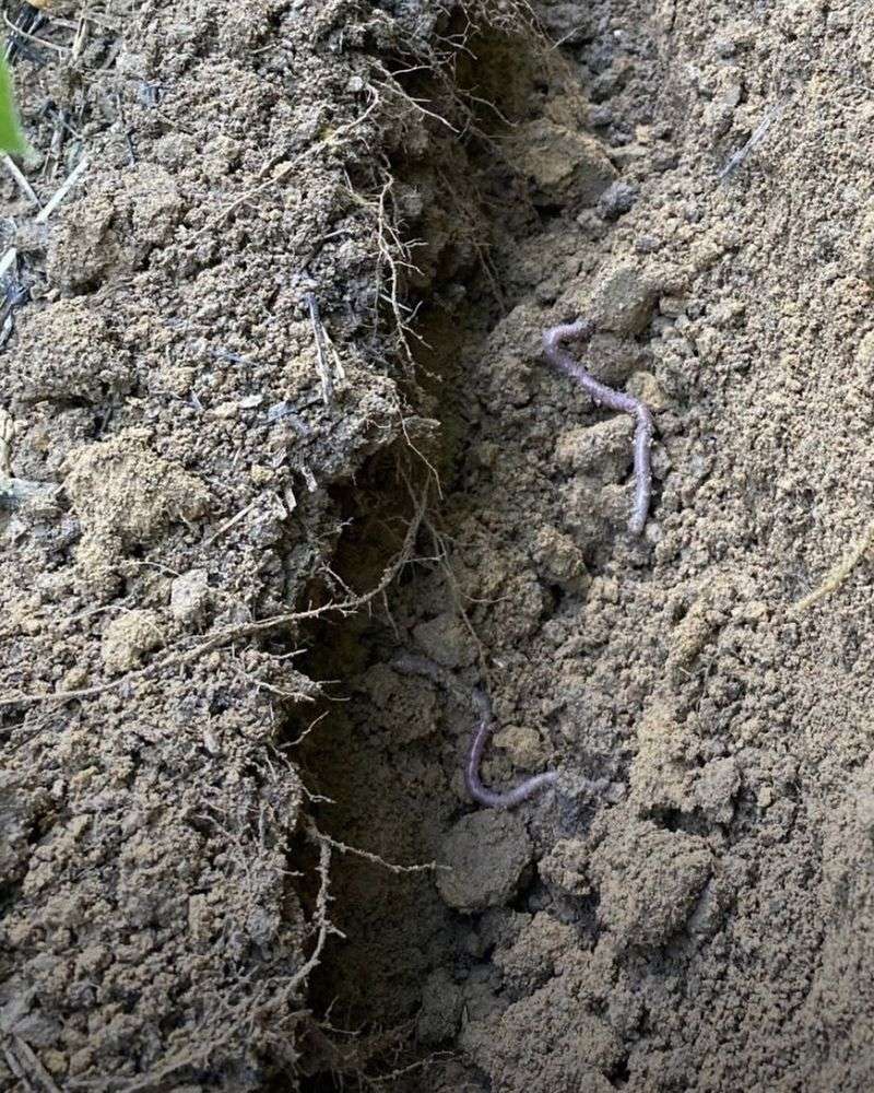 Compacted Soil May Be Limiting Movement