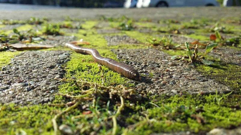 Compacted Soil Still Needs More Than Worms