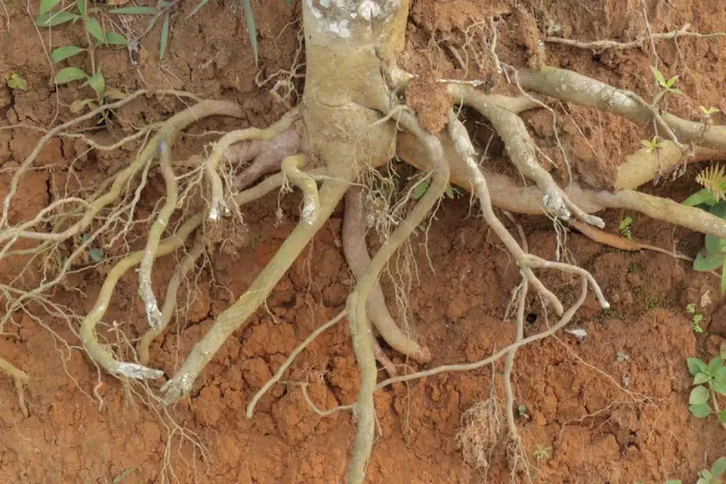 Compacting Or Digging Through The Root Zone Compacting Or Digging Through The Root Zone