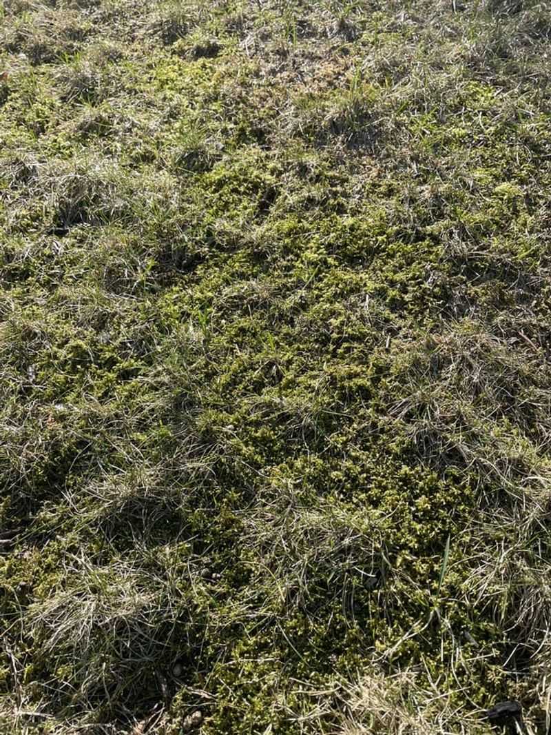 Compaction May Be Restricting Roots And Water Movement