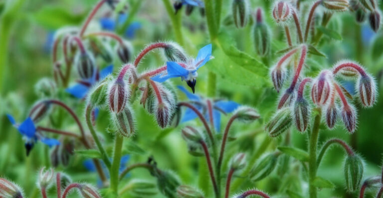 Companion Flower Wisconsin Gardeners Pair With Strawberries For More Pollinators