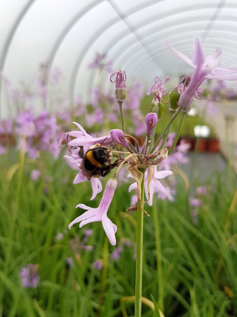Companion Planting Adds Pest Pressure Companion Planting Adds Pest Pressure