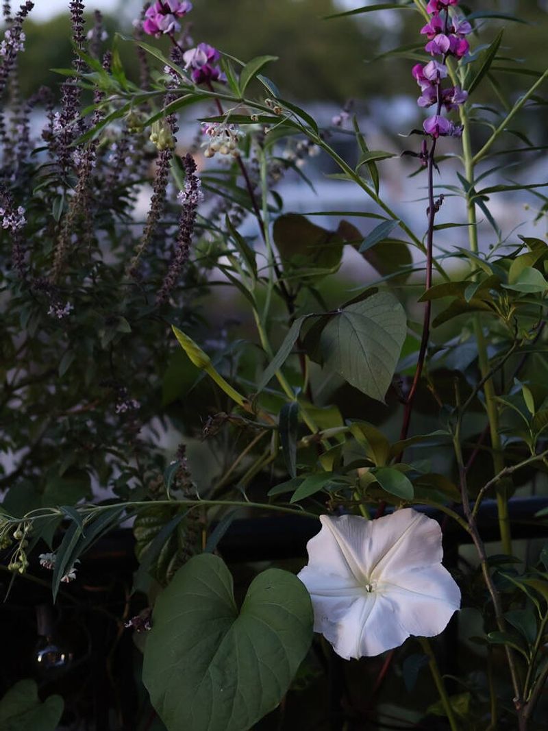 Companion Planting Benefits