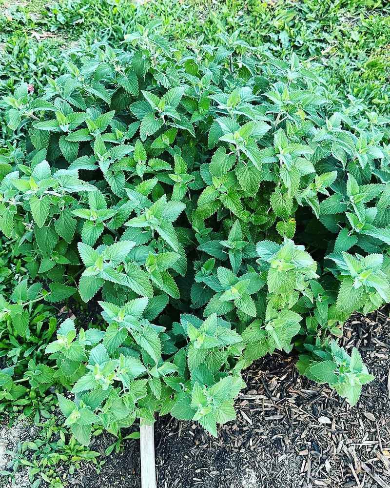 Companion Plants That Boost Catnip's Bug-Repelling Power