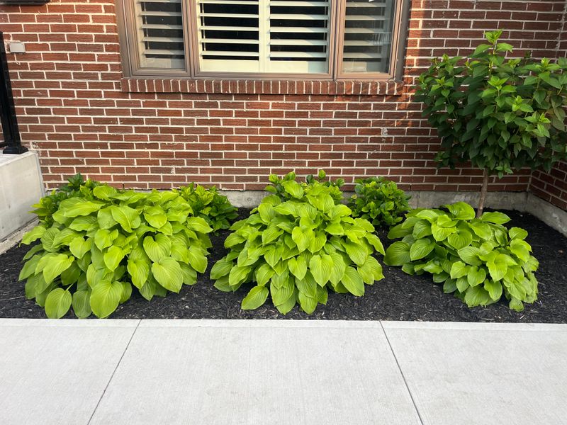Companion Plants That Support Hydrangea Health
