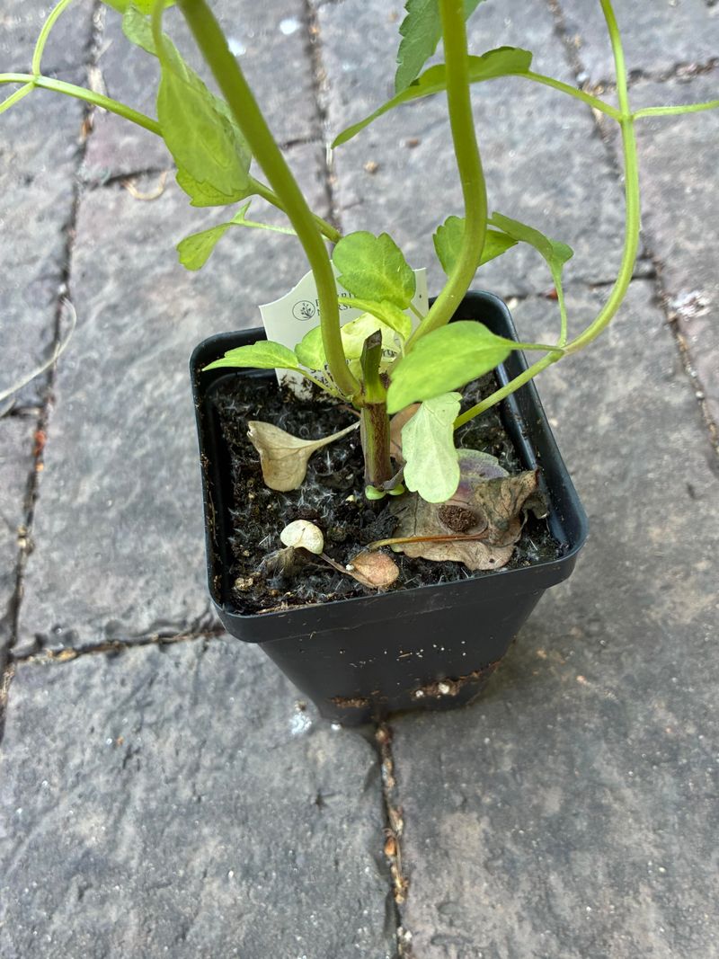Compare Top Growth To Root Moisture Compare Top Growth To Root Moisture