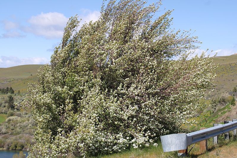 Comparing The Two Trees Side By Side