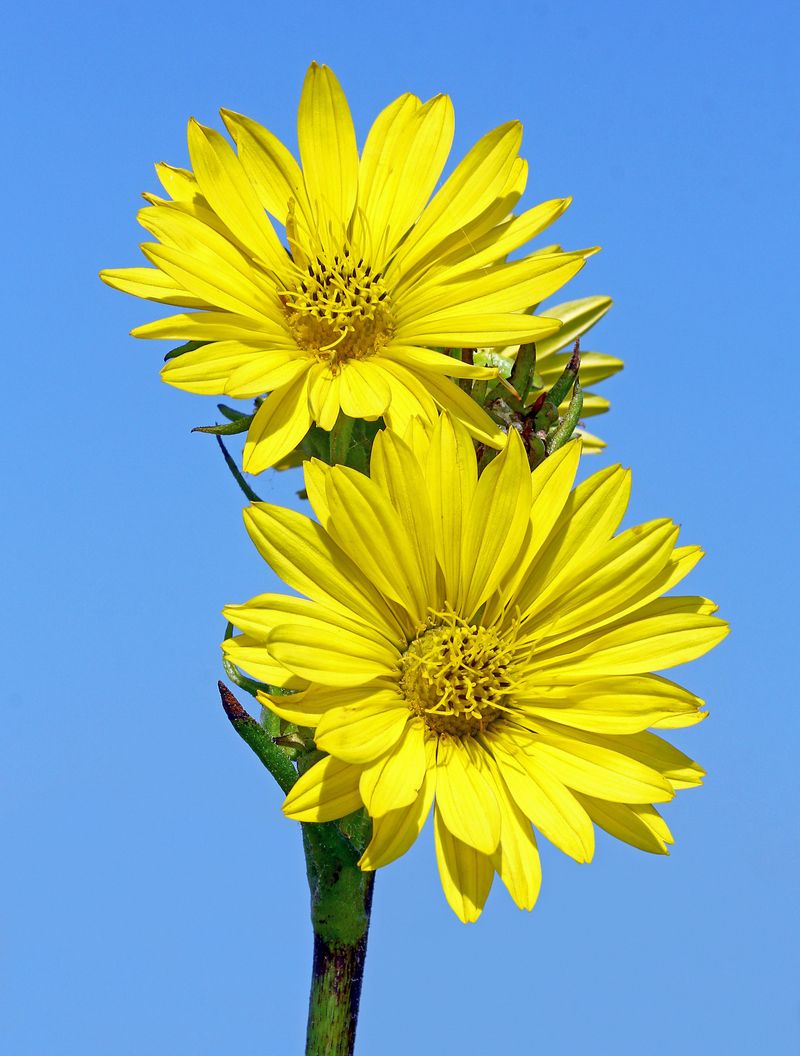 Compass Plant