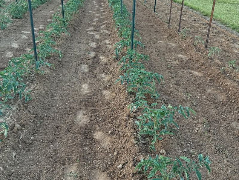 Composted Manure Composted Manure