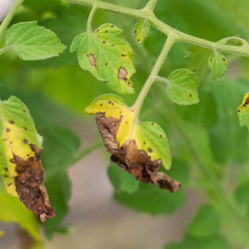 Composting Diseased Tomato Foliage