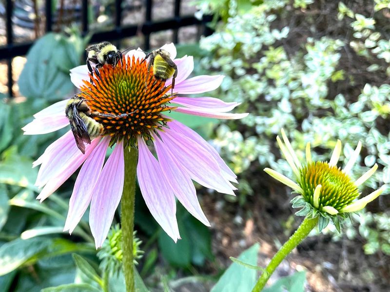 Coneflower And Black-Eyed Susan Bring Sunny Curb Appeal
