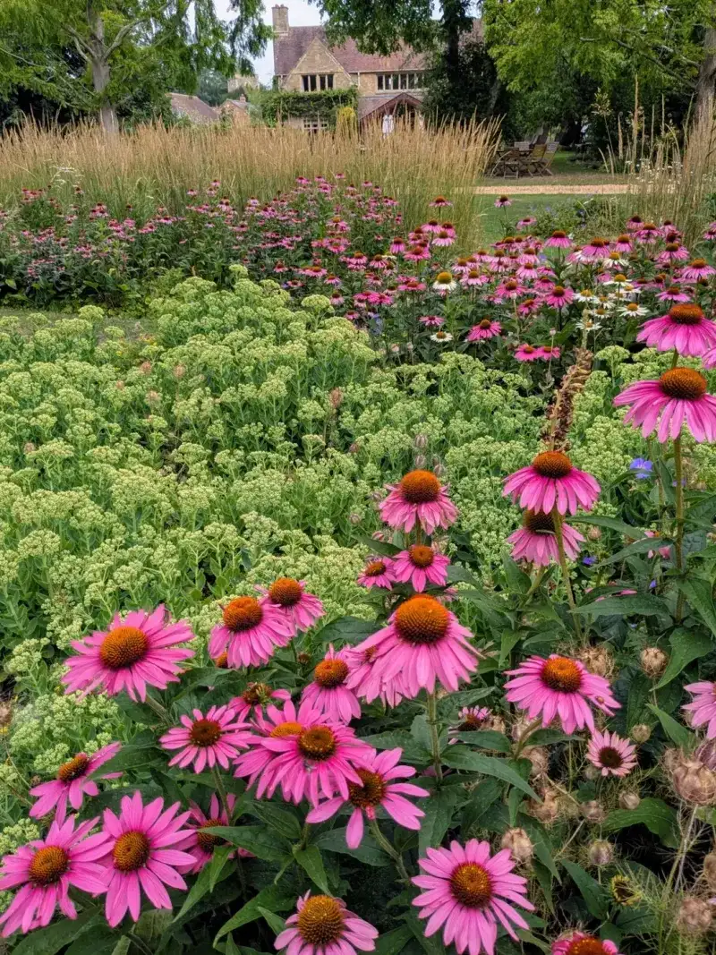 Coneflower (Echinacea)