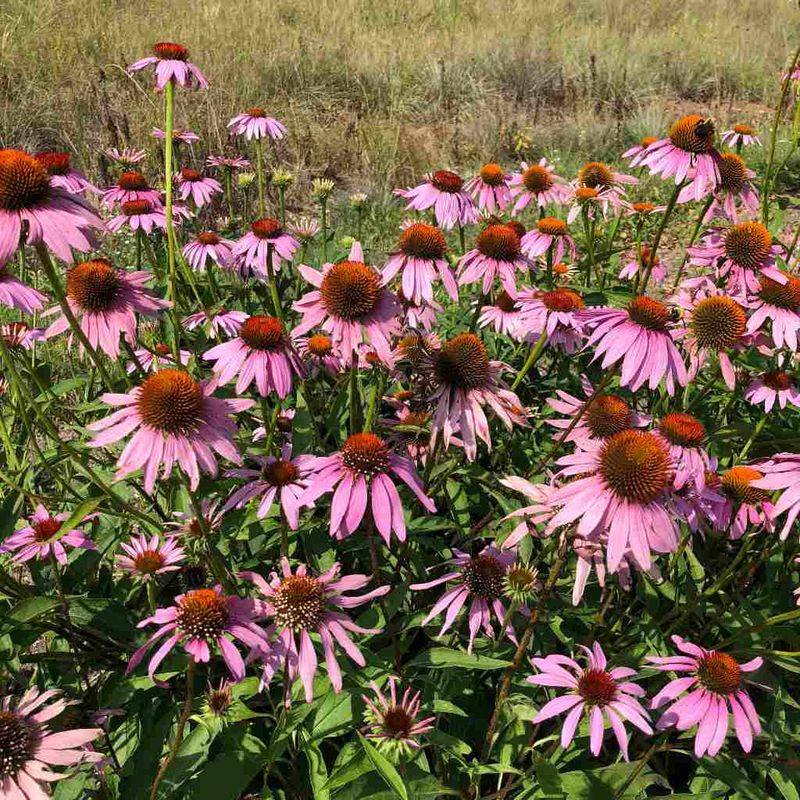 Coneflower Feeds Bees Then Feeds Finches Coneflower Feeds Bees Then Feeds Finches