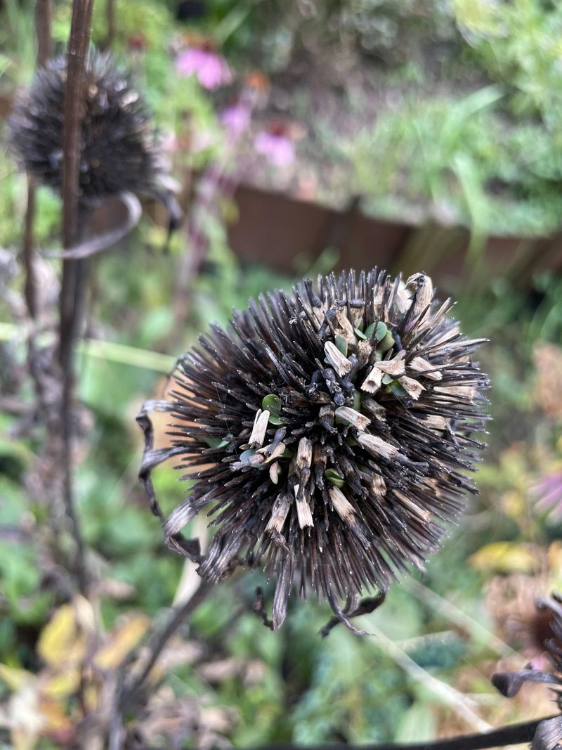 Coneflower Seed Heads Need Time To Mature Coneflower Seed Heads Need Time To Mature
