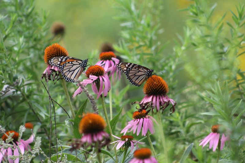Coneflower Turns Drought Into A Pollinator Party Coneflower Turns Drought Into A Pollinator Party