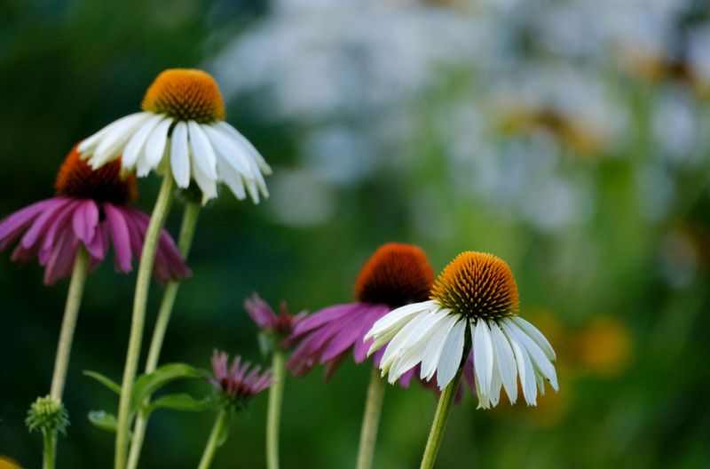 Coneflowers