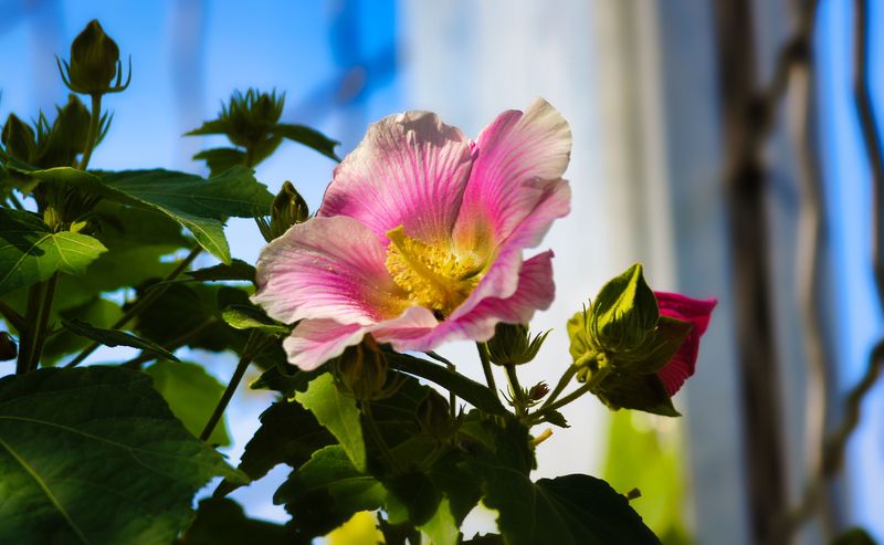 Confederate Rose Has A Cold Climate Name And A Southern Secret