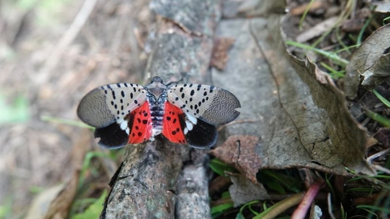 Confirm That It Is A Spotted Lanternfly