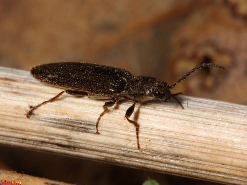 Confirm The Insect Before Attempting Control Confirm The Insect Before Attempting Control