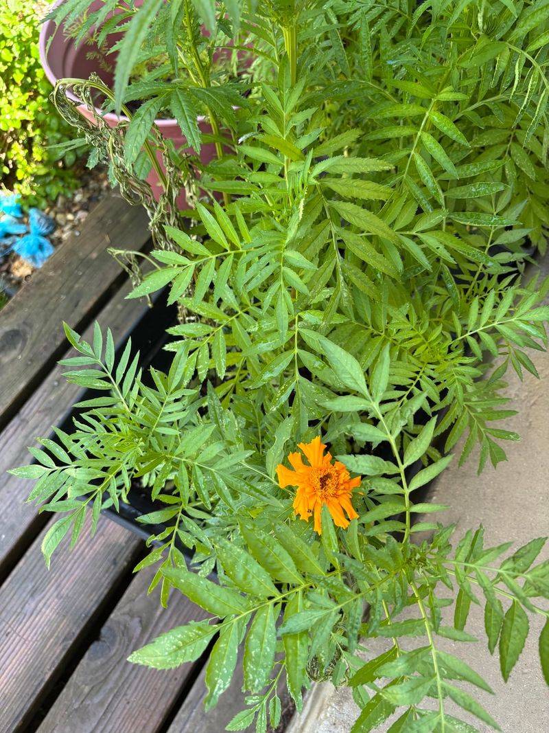 Confirm The Plants Receive Full Sun