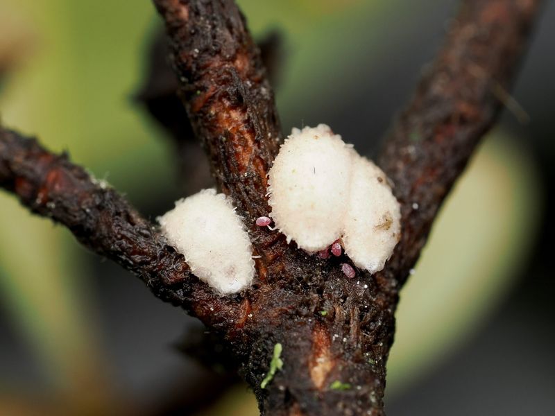 Confirm The White Cotton First