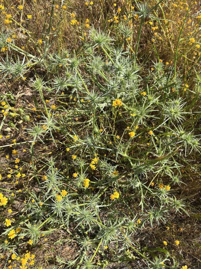 Confirm Yellow Starthistle First Confirm Yellow Starthistle First