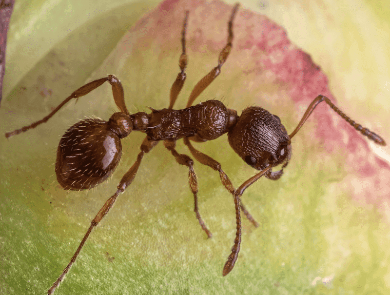 Confirm the Ant Before Interpreting the Soil