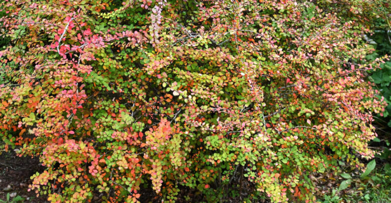 Connecticut Homeowners Are Reconsidering Japanese Barberry This Summer
