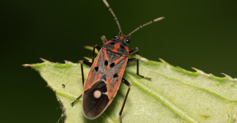 Connecticut’s Chinch Bug Problem Is Arriving Ahead Of Schedule This Year