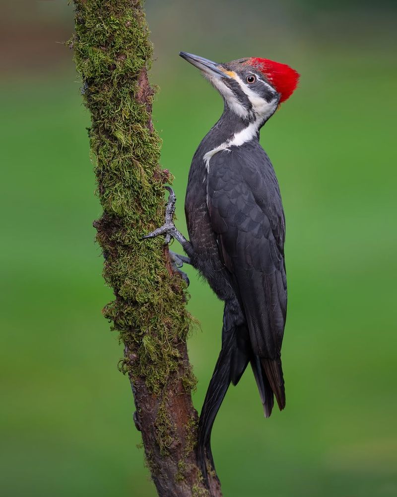 Connecticut's Woodpecker Comeback Explained Connecticut's Woodpecker Comeback Explained