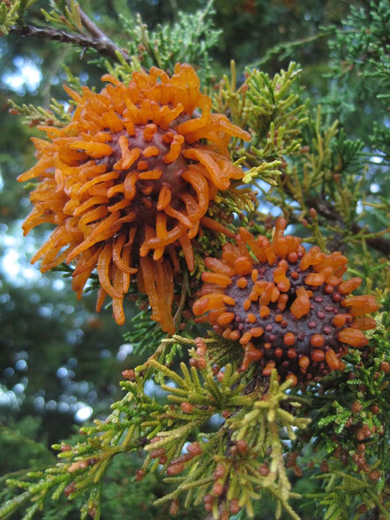 Consider Cedar-Apple Rust Before Planting