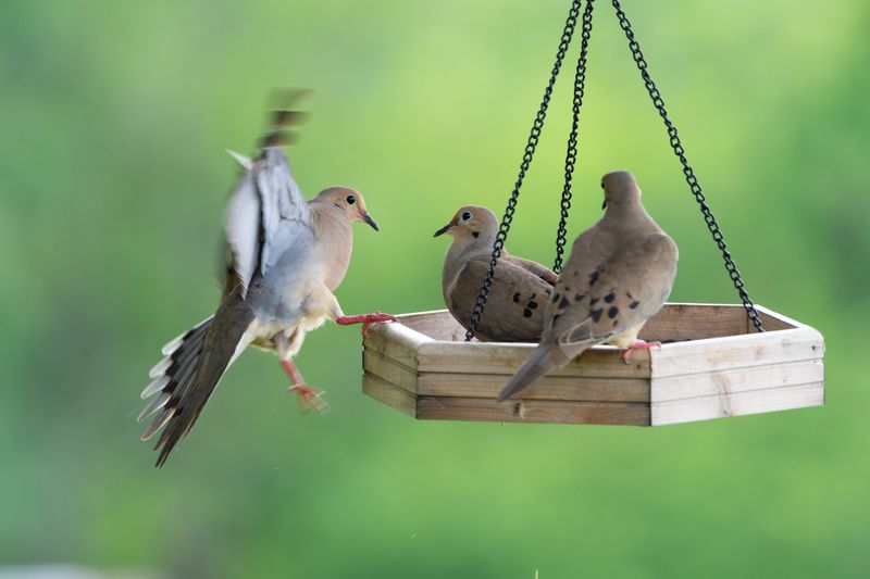 Consistent Food Sources Keep Pairs Returning Yearly Consistent Food Sources Keep Pairs Returning Yearly