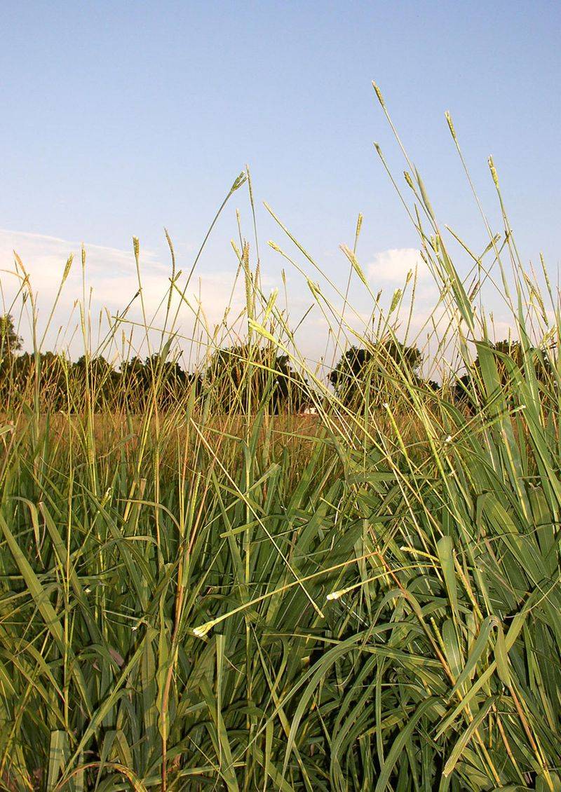 Consistent Moisture Helps Young Plants Establish Consistent Moisture Helps Young Plants Establish