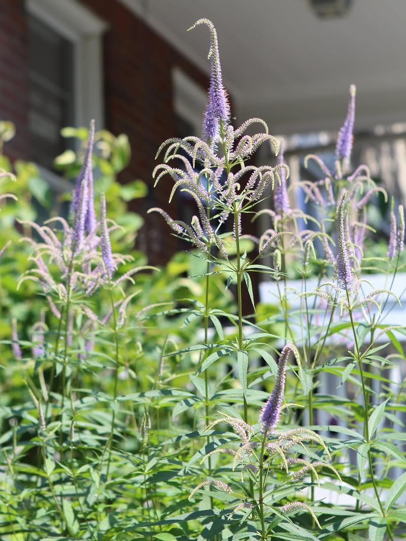 Consistent Moisture Keeps The Plant Looking Its Best