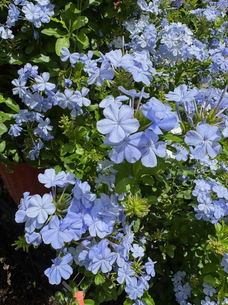 Consistent Moisture Supports Continuous Blooming